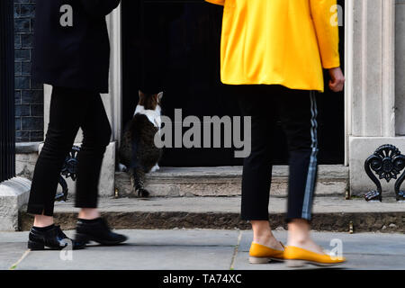 Larry il gatto attende fuori 10 Downing Street in Westminster, Londra. Foto Stock