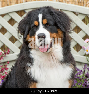 Bovaro del Bernese Foto Stock