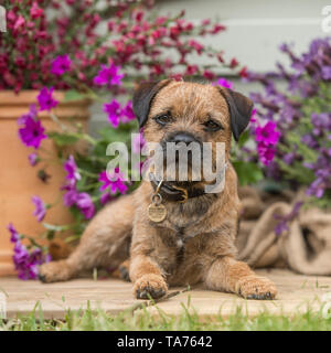 Border terrier Foto Stock