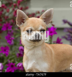 Chihuahua di rivestimento liscio Foto Stock