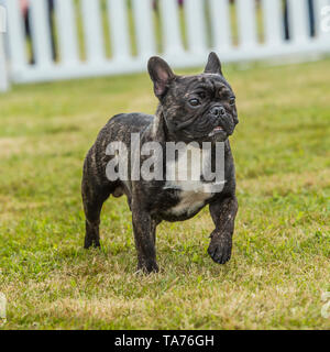 bulldog francese Foto Stock