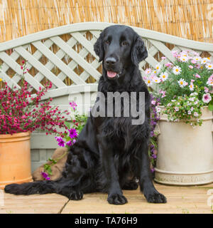 Piatto retriever rivestito Foto Stock