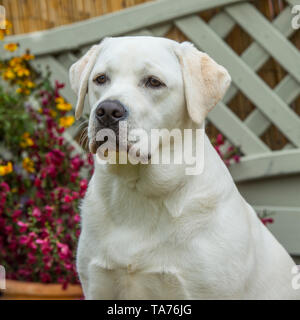 Il labrador retriever giallo Foto Stock