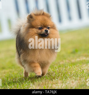 Pomerania Foto Stock