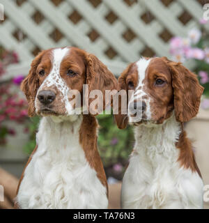 Welsh springer épagneuls Foto Stock