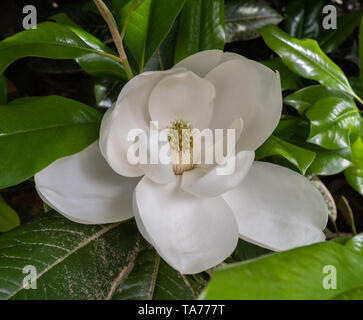 Splendida fioritura bianco gigante magnolia fiori in un giardino botanico in Durham, North Carolina Foto Stock