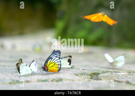 Gruppo di variopinte farfalle con focus sul dipinto di Jezebel Foto Stock
