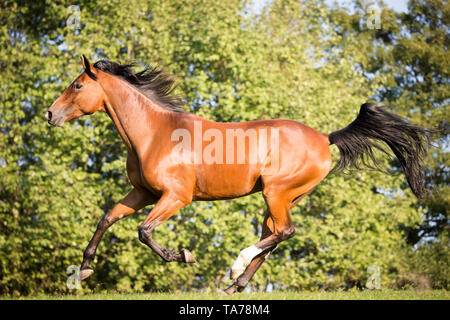 Oldenburg cavallo. Bay adulto al galoppo su un pascolo. Germania Foto Stock