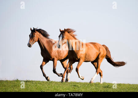 Oldenburg cavallo. Boschi di castagno e bay adulto al galoppo su un pascolo. Germania Foto Stock