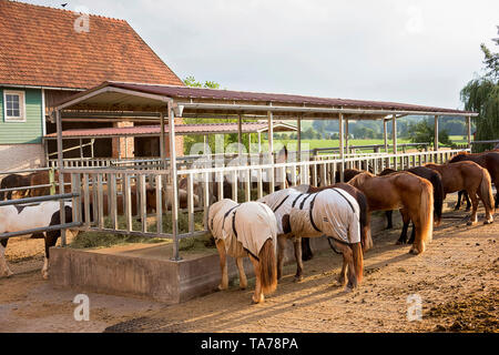 Cavallo islandese. I cavalli di mangiare in un aperto stabile. Austria Foto Stock