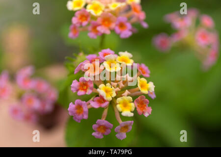 Lantana camara sulla sfocatura dello sfondo. Giallo e fiori di colore rosa. Foto Stock