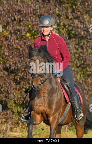 Il tedesco cavalcare pony. Rider sulla baia adulto al galoppo su un prato. Germania Foto Stock