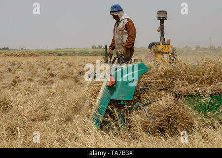 Egitto, Farafra oasis, deserto allevamento, piccola scala agricoltore il raccolto del frumento / AEGYPTEN HA, Oase Farafra, Landwirtschaft in der Wueste, Ernte von Weizen Foto Stock