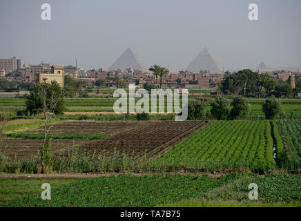 L'Egitto, al Cairo e Piramidi di Giza, agricoltura del fiume Nilo delta, dovuta a una massiccia costruzione e la crescita della città le fertili terre arabili è decrescente / AEGYPTEN HA, Kairo, Pyramiden von Gizeh, Landwirtschaft im Flussdelta nullo, durch zunehmenden Bau von Haeusern schrumpft die fruchtbare landwirtschaftliche Flaeche Foto Stock