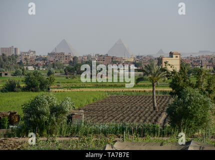 L'Egitto, al Cairo e Piramidi di Giza, agricoltura del fiume Nilo delta, dovuta a una massiccia costruzione e la crescita della città le fertili terre arabili è decrescente / AEGYPTEN HA, Kairo, Pyramiden von Gizeh, Landwirtschaft im Flussdelta nullo, durch zunehmenden Bau von Haeusern schrumpft die fruchtbare landwirtschaftliche Flaeche Foto Stock