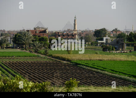 L'Egitto, al Cairo e Piramidi di Giza, agricoltura del fiume Nilo delta, dovuta a una massiccia costruzione e la crescita della città le fertili terre arabili è decrescente / AEGYPTEN HA, Kairo, Pyramiden von Gizeh, Landwirtschaft im Flussdelta nullo, durch zunehmenden Bau von Haeusern schrumpft die fruchtbare landwirtschaftliche Flaeche Foto Stock