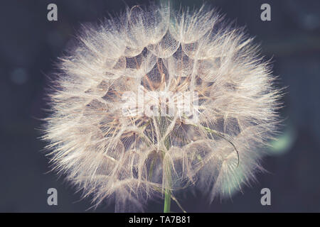 Semi di tarassaco chiudere fino a sfocare lo sfondo bokeh di fondo Foto Stock