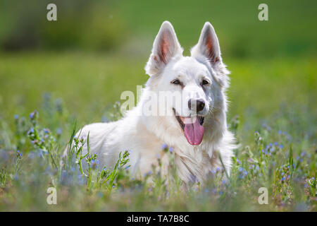 Berger Blanc Suisse, Pastore Svizzero bianco cane. Adulto sdraiati su un prato. Germania Foto Stock