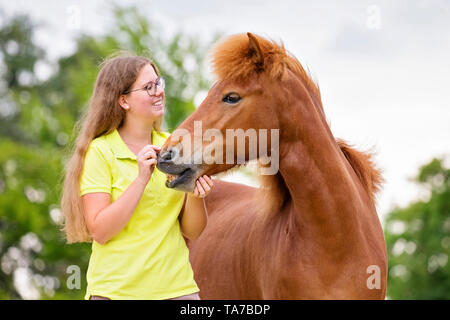 Cavallo islandese. Ragazza in piedi accanto al mare di castagno, facendo il flehmen. Austria Foto Stock