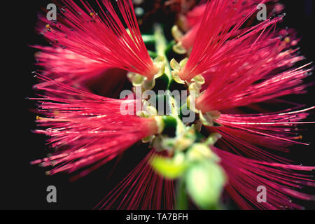 Per la fotografia macro è un nano scovolino da bottiglia Myrtaceae o Callistemon viminalis Giovanni Piccolo Fiore rosso con un bellissimo bokeh sullo sfondo verde Foto Stock