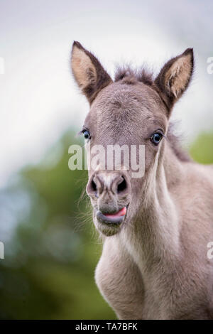 Cavallo islandese. Ritratto di puledra dun-puledro, mostrando la sua lingua. Austria Foto Stock