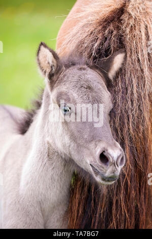 Cavallo islandese. Puledra dun-puledro nuzzling fino alla madre. Austria Foto Stock