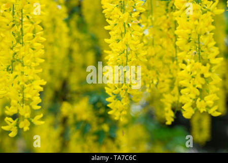 Giallo anagyroides maggiociondolo,maggiociondolo, catena d'oro o golden pioggia fiori closeup Foto Stock