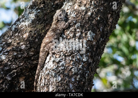 Un albero femmina Agama mimetizzata su un ramo di albero, Sud Africa. Foto Stock