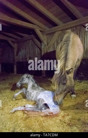 Cavallo islandese. Mare pulizia puledro neonato. Austria Foto Stock