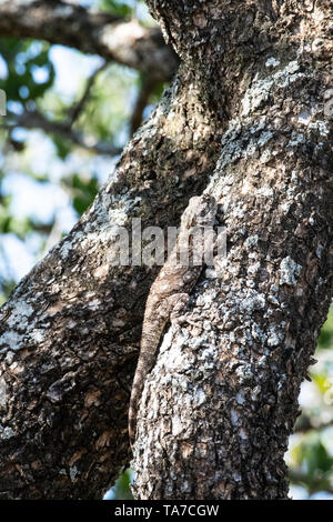 Un albero femmina Agama mimetizzata su un ramo di albero, Sud Africa. Foto Stock