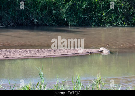 Un coccodrillo del Nilo in appoggio su un sandbank nel nero fiume Umfolozi, Sud Africa. Foto Stock