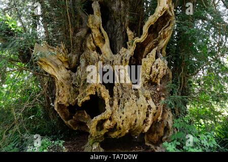 Bettws Newydd Yew Tree snocciolate e twisted yew oltre mille anni yew Monmouthshire Galles Cymru REGNO UNITO Foto Stock