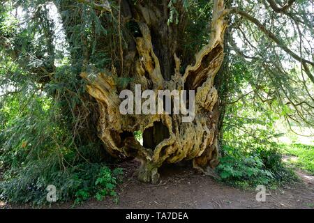 Bettws Newydd Yew Tree snocciolate e twisted yew oltre mille anni yew Monmouthshire Galles Cymru REGNO UNITO Foto Stock