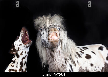Miniatura Appaloosa e cane dalmata. Cavallo adulto neighing e cane adulto ululato. Studio Immagine contro uno sfondo nero. Germania Foto Stock