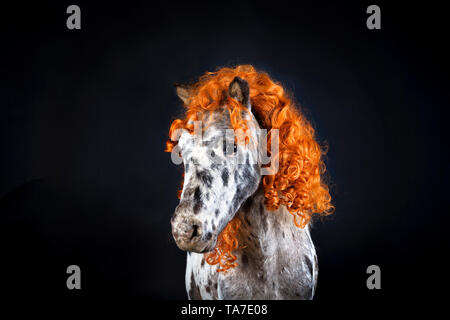 Appaloosa in miniatura. Ritratto di cavallo adulto, indossa una parrucca ricci. Studio Immagine contro uno sfondo nero. Germania Foto Stock