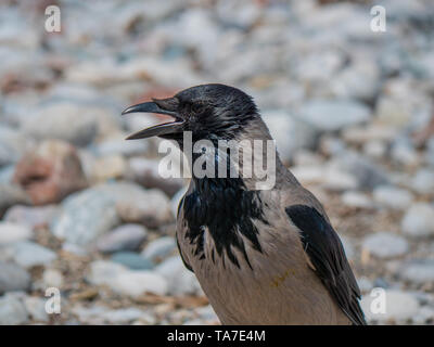 Adulto crow sulla spiaggia vicino ritratto Foto Stock