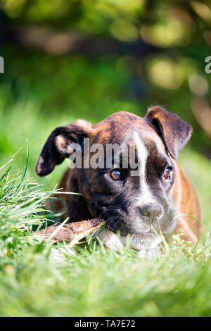 Boxer tedesche. Cucciolo giacente in un giardino, masticare su un bastone. Germania Foto Stock