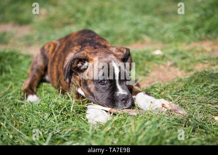Boxer tedesche. Cucciolo giacente in un giardino accanto a un bastone. Germania Foto Stock