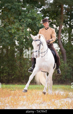 Puro Cavallo Spagnolo, PRE, Cartusian cavalli andalusi. Germania Foto Stock