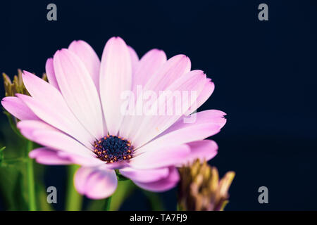 Rosa e Bianco (Daisybush Osteospermum) su uno sfondo blu scuro con un paio di gemme di colore giallo Foto Stock