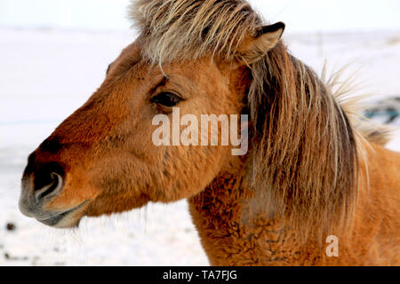 Testa di un marrone cavallo islandese in inverno, Islanda Foto Stock