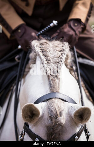 Puro Cavallo Spagnolo, PRE, Cartusian cavalli andalusi. In treccia di criniera di un stallone grigio. Germania Foto Stock