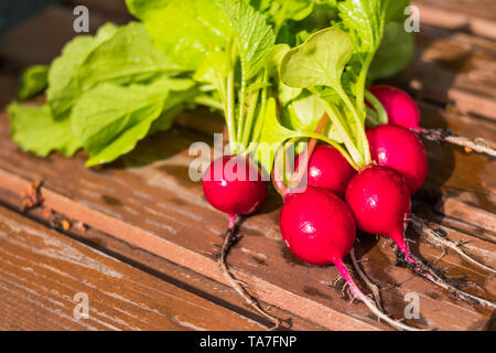 Appena raccolto ravanelli sul tavolo rustico.Cucina stagionale, il cibo per lo styling. Rosso europeo ravanelli Raphanus sativus . alimenti crudi concetto.Agricoltura Foto Stock