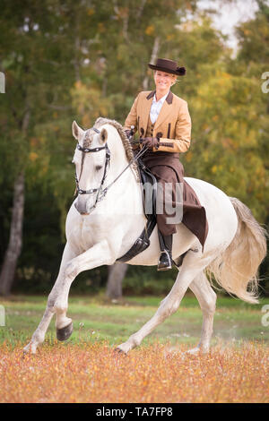 Puro Cavallo Spagnolo, PRE, Cartusian cavalli andalusi. Rider in abito tradizionale su un stallone grigio in un galoppo. Germania Foto Stock