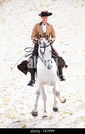 Puro Cavallo Spagnolo, PRE, Cartusian cavalli andalusi. Rider in abito tradizionale su un stallone grigio eseguendo lo spagnolo a piedi. Germania Foto Stock