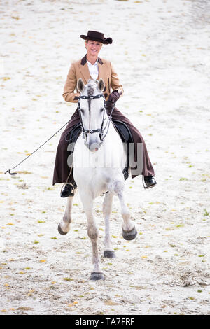 Puro Cavallo Spagnolo, PRE, Cartusian cavalli andalusi. Rider in abito tradizionale su un stallone grigio eseguendo lo spagnolo a piedi. Germania Foto Stock