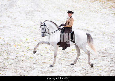 Puro Cavallo Spagnolo, PRE, Cartusian cavalli andalusi. Rider in abito tradizionale su un stallone grigio eseguendo lo spagnolo a piedi. Germania Foto Stock