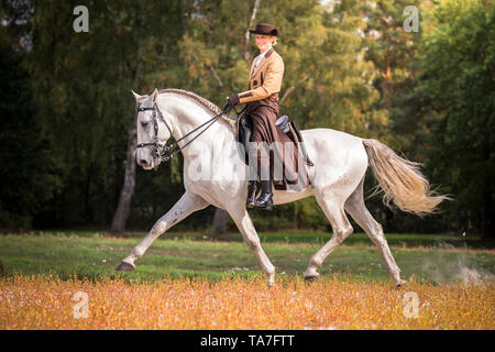 Puro Cavallo Spagnolo, PRE, Cartusian cavalli andalusi. Rider in abito tradizionale su un stallone grigio di eseguire un esteso di trotto. Germania Foto Stock