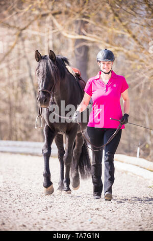 Puro Cavallo Spagnolo andaluso. Cavaliere Nero leader stallone. Germania Foto Stock
