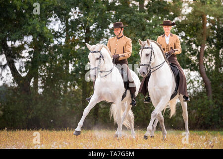 Puro Cavallo Spagnolo, PRE, Cartusian cavalli andalusi. Piloti in abito tradizionale su stalloni grigi eseguendo una mezza-pass nel trotto. Germania Foto Stock